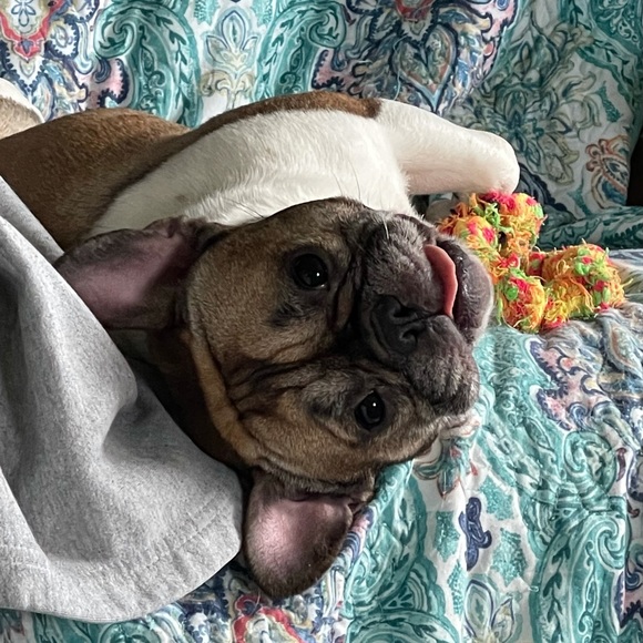 Meet your Posher, Nicole - Picture 3 of 4